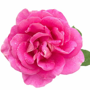 Bulgarian Rose