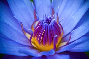Blue Lotus