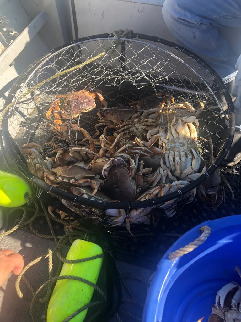 Who wants Dungeness Crab for the Holidays?
