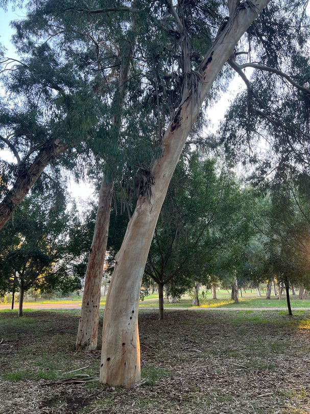 Beyaz Çikolatalı Çilekli Draje