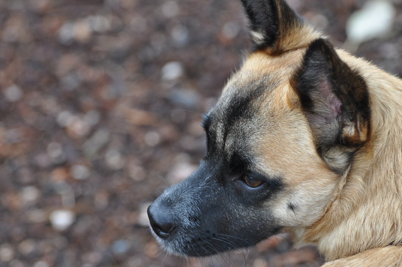 dog head close up