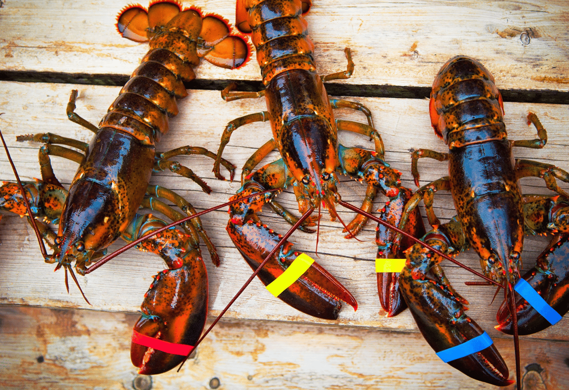 Lobster on a wooden table
