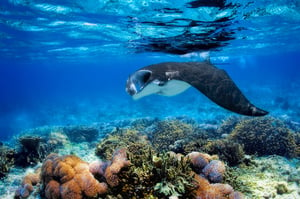 Image of manta ray hovering over coral reef in the Yasawa Islands