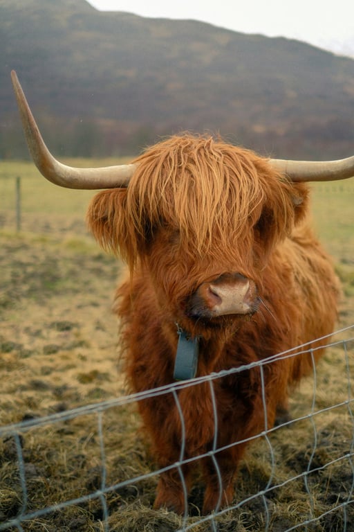 Bopeas: There's a new subculture in town, sorry, the countryside