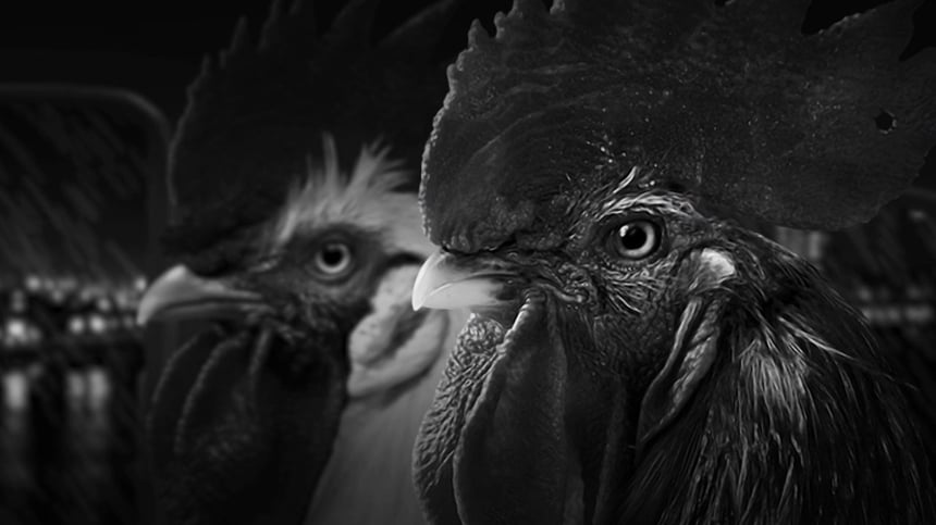 Titulná fotka recenzie - Recenzia Chicken Police