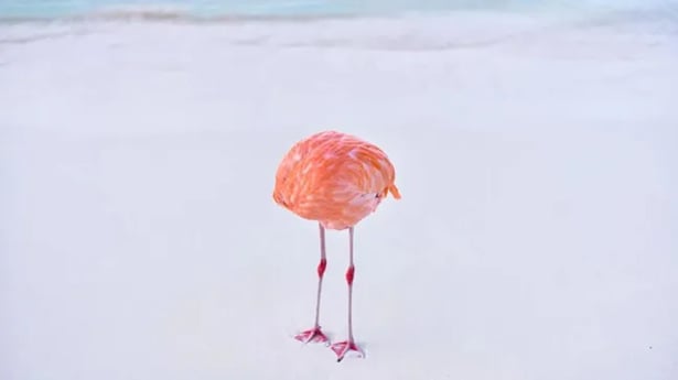 Originál fotografia súťažila medzi AI výtvormi