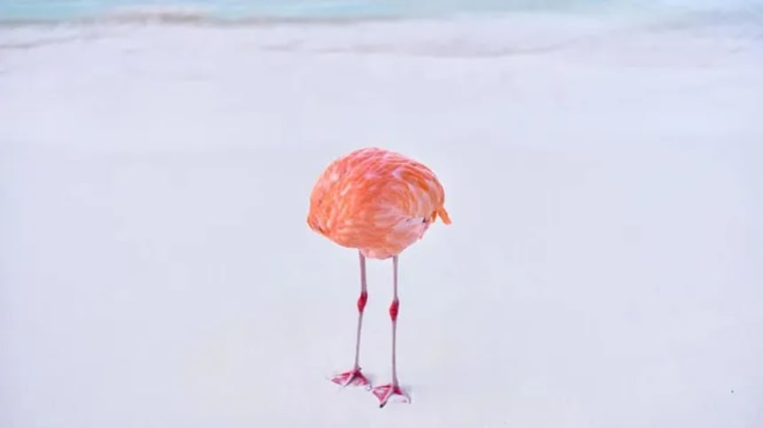 Originál fotografia súťažila medzi AI výtvormi