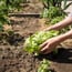 Création de potagers