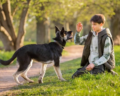 Op zoek naar flexibele jobs als Vacature hondenoppas?