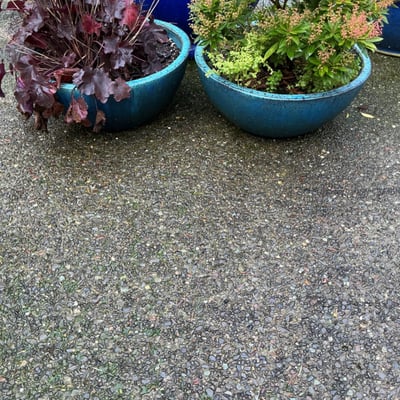 Blue ceramic planters with small trees and shrubs - Image 6 of 6