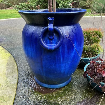 Blue ceramic planters with small trees and shrubs - Image 2 of 6