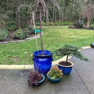 Blue ceramic planters with small trees and shrubs - Image 1 of 6