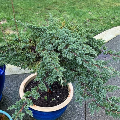 Blue ceramic planters with small trees and shrubs - Image 5 of 6