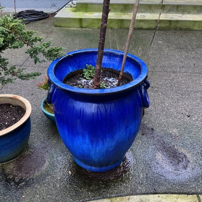Blue ceramic planters with small trees and shrubs - Image 3 of 6