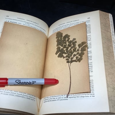 Antique Science & Nature Books - Image 9 of 19