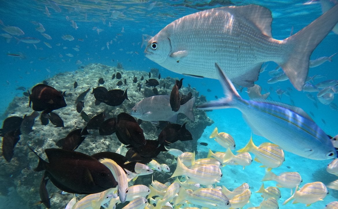 fishes in maldives