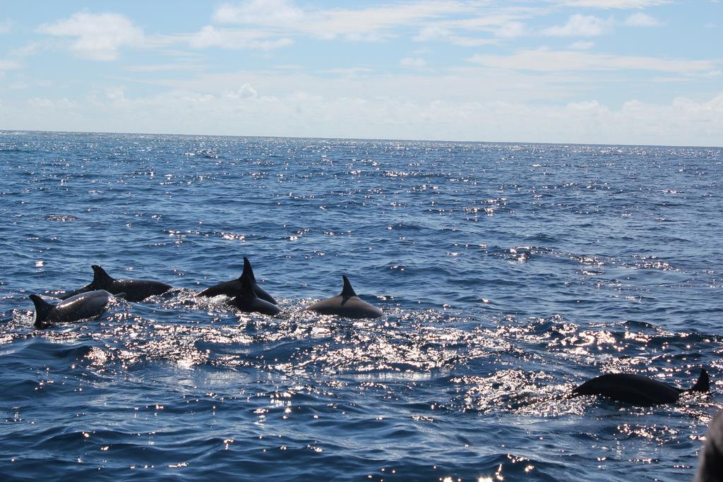 dolphin cruise