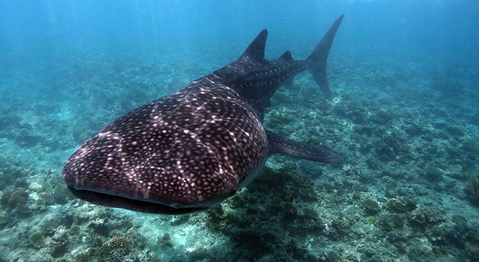 omadhoo-whale-shark