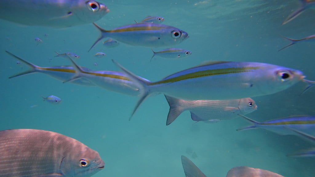 dhangethi snorkeling