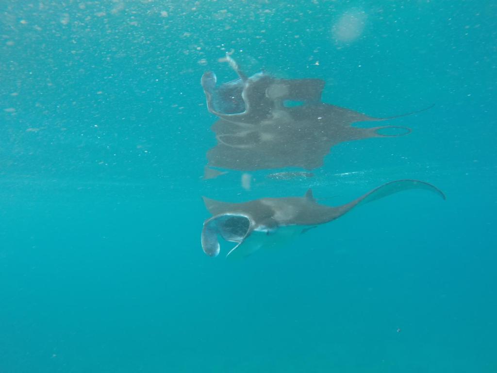 mathiveri-snorkeling