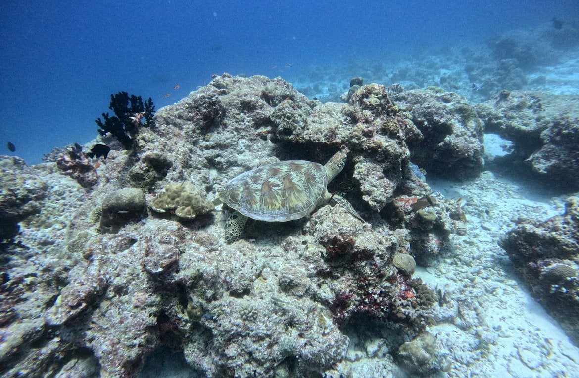 turtle maldives