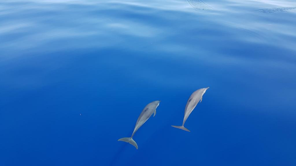 Hangnaameedhoo dolphins