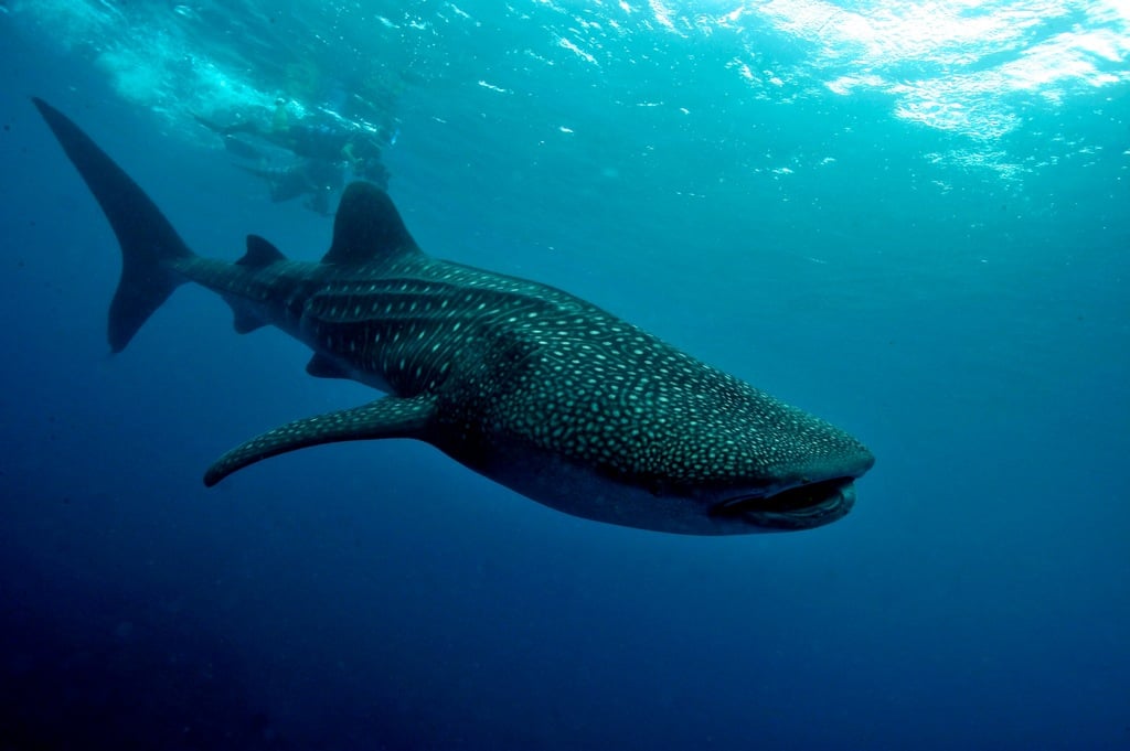 whale shark