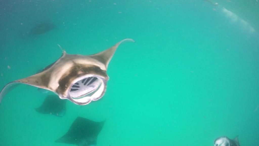 Feridhoo mantas