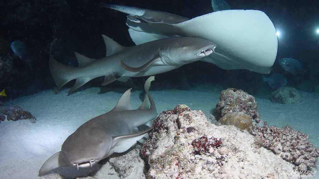 night dive sharks