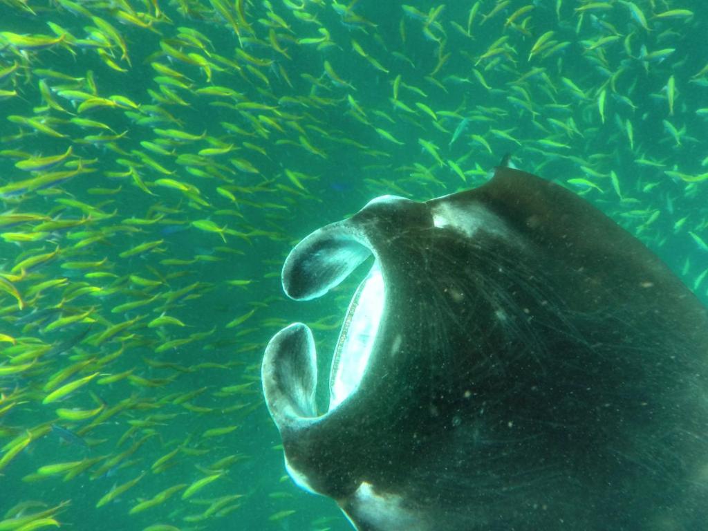 mathiveri-house-reef