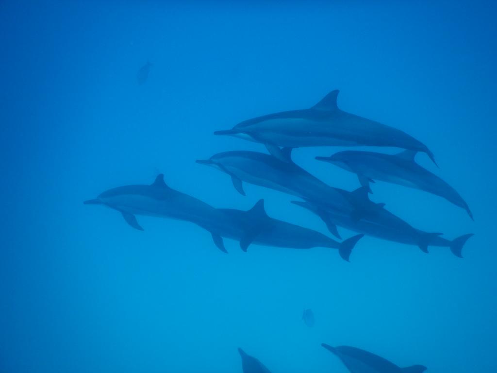 gulhi dolphins