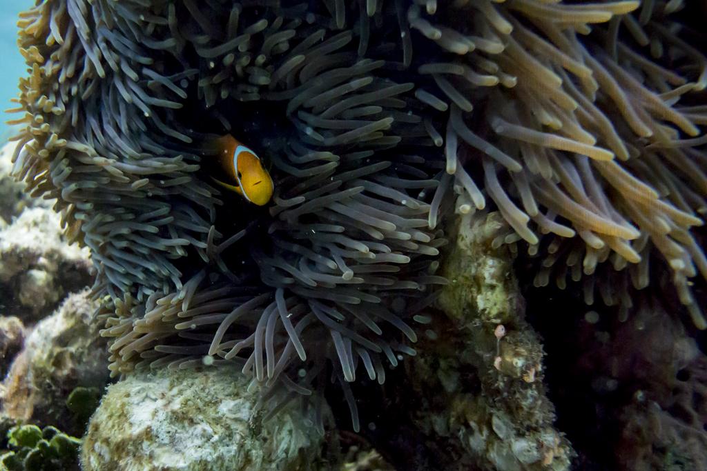Hangnaameedhoo snorkeling