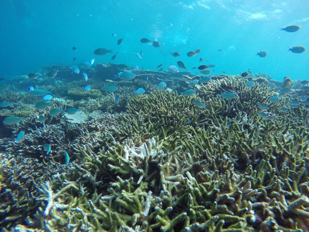 omadhoo-snorkeling