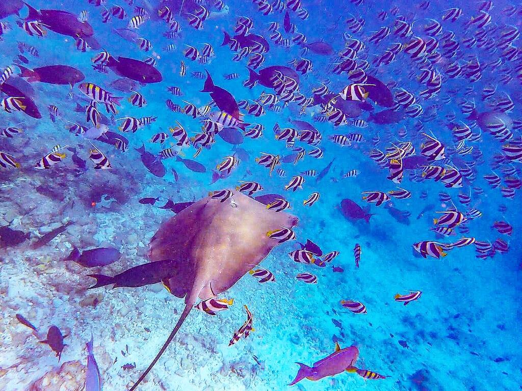 thulusdhoo snorkeling