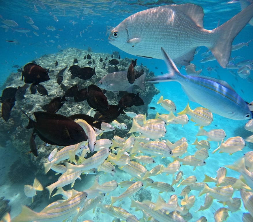 rasdhoo-house-reef