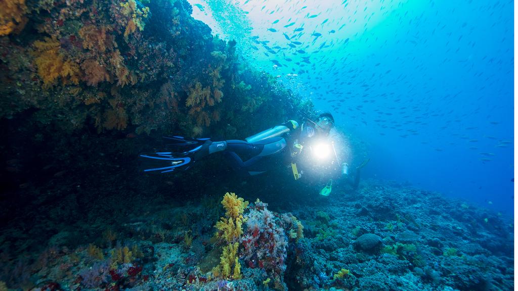 Hanimaadhoo-diving