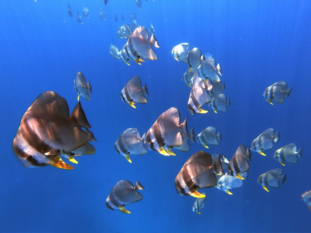 rasdhoo batfish