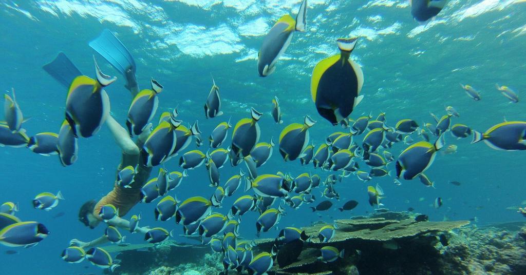 himmafushi snorkeling