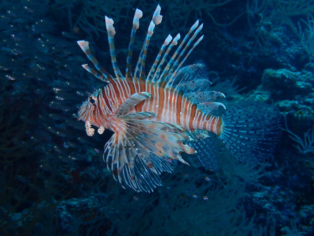 lionfish