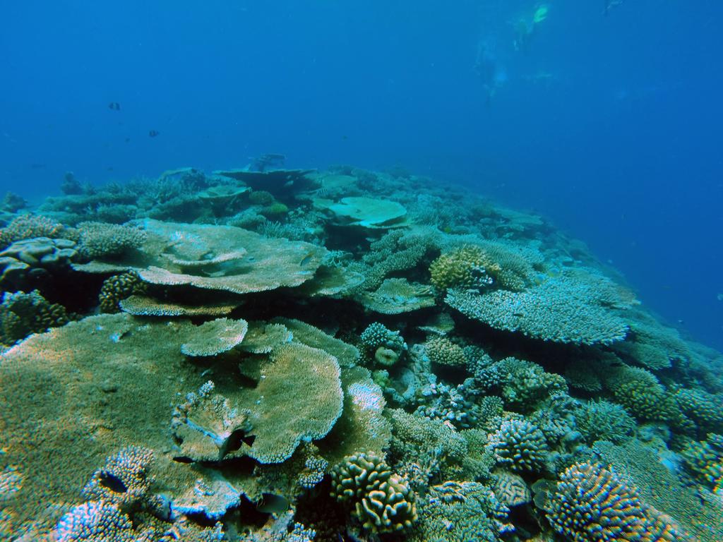 dharavandhoo snorkeling