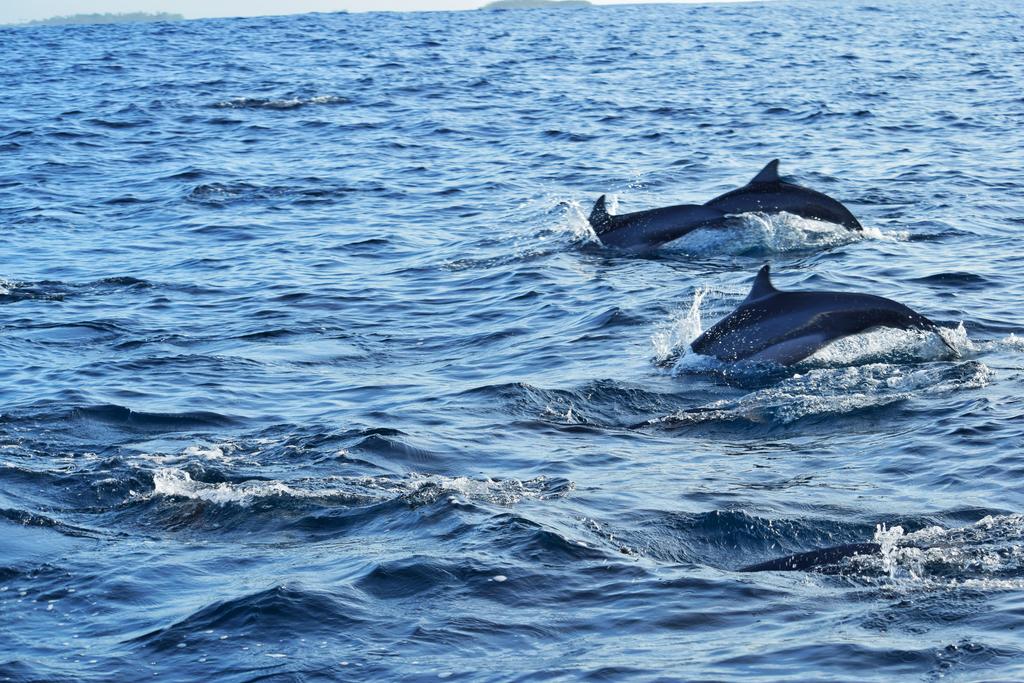 dolphins