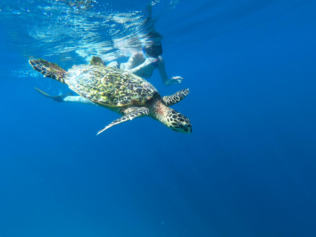 huraa snorkeling
