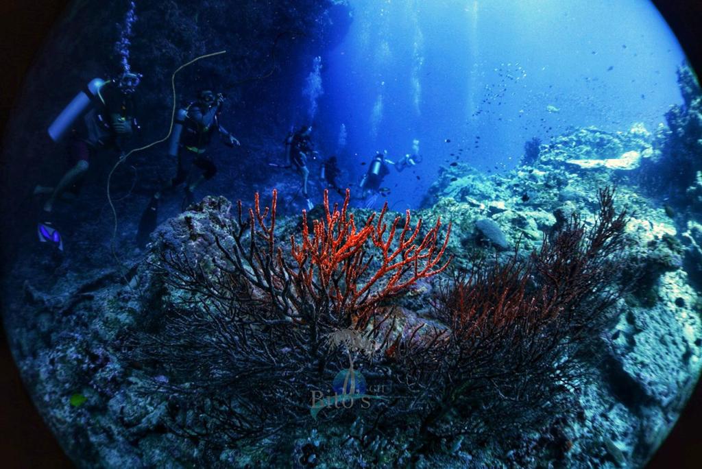 himmafushi diving