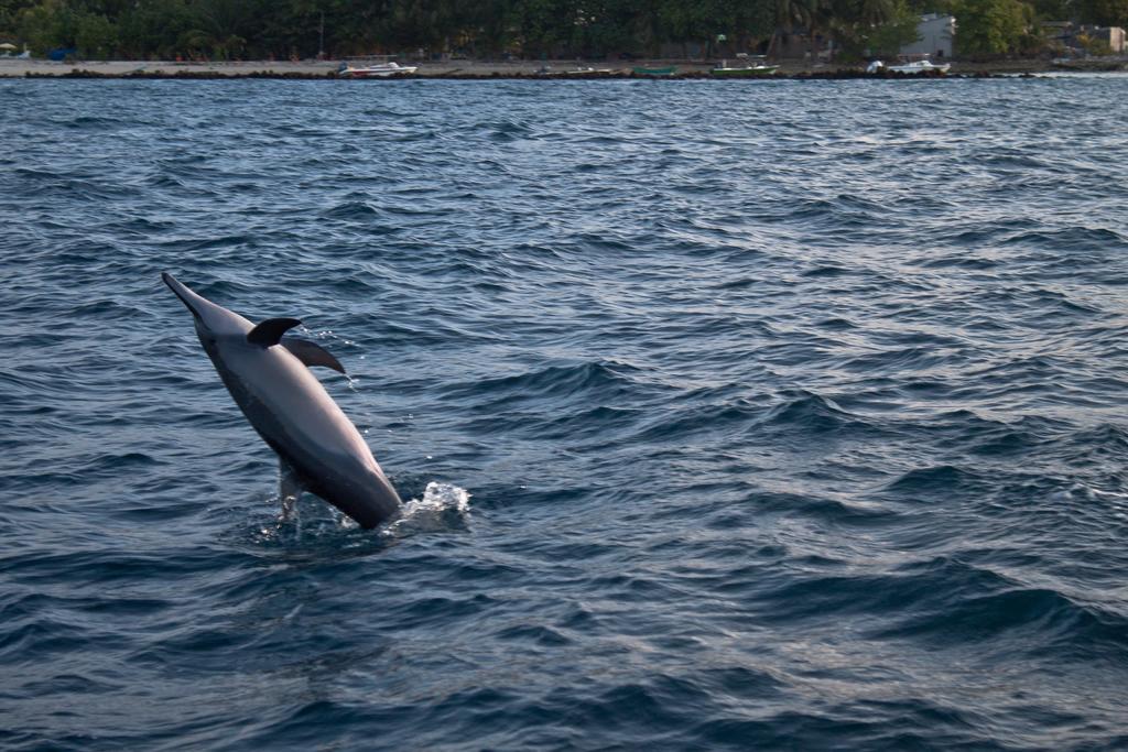 dharavandhoo dolphins