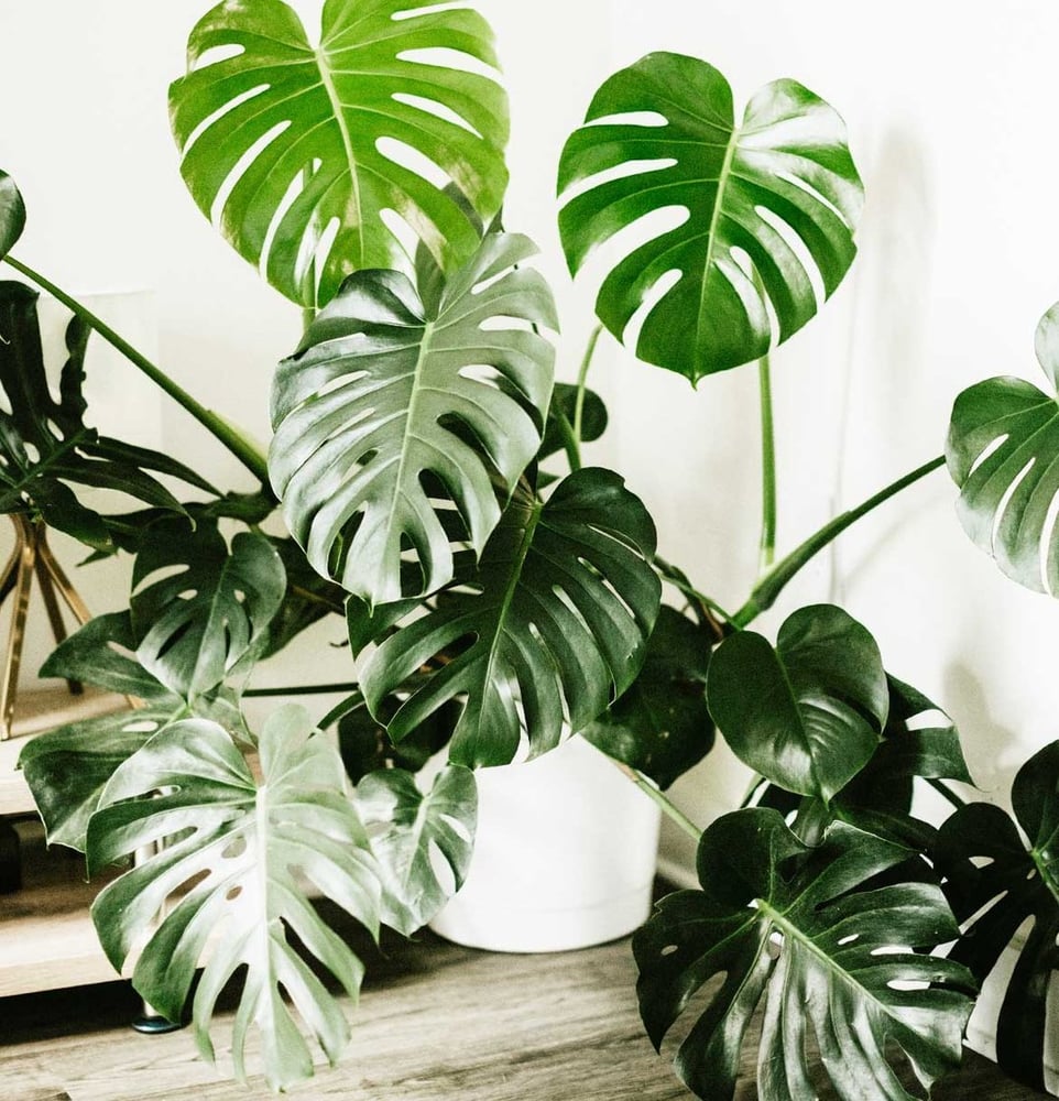 Plante verte Monstera