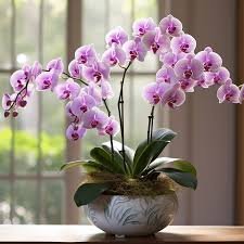 Orchidée Phalaenopsis