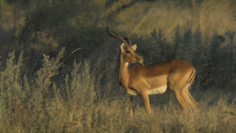 Turn any theme into factual videos with real footage