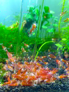 Image from gallery