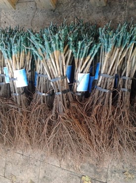 Image from gallery