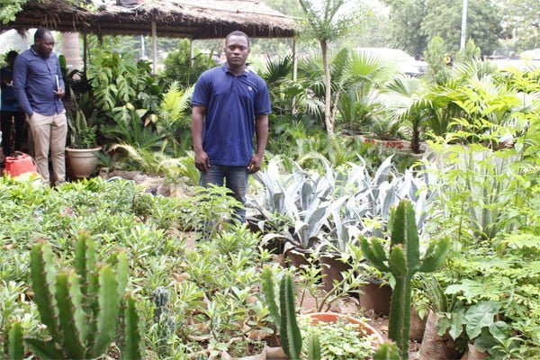 Les vendeurs de plantes et fleurs de Bamako profitent de la saison des pluies